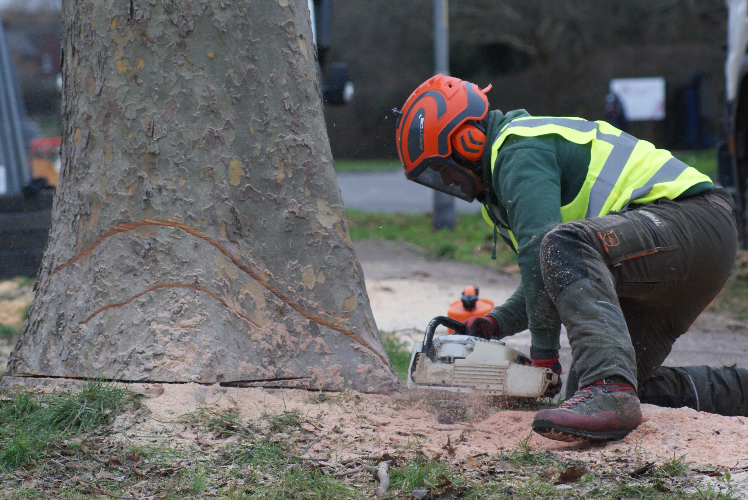 Safe and Efficient Tree Removal Services - Bucks Tree Surgeons
